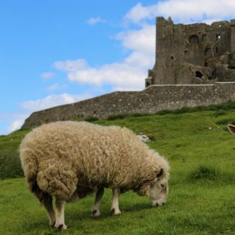 The Rock - Sheep banner