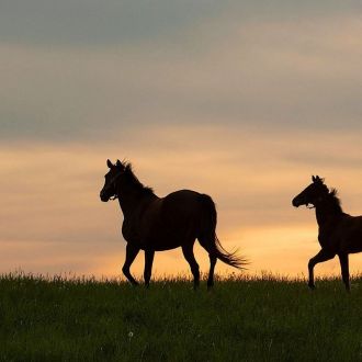 Horses banner