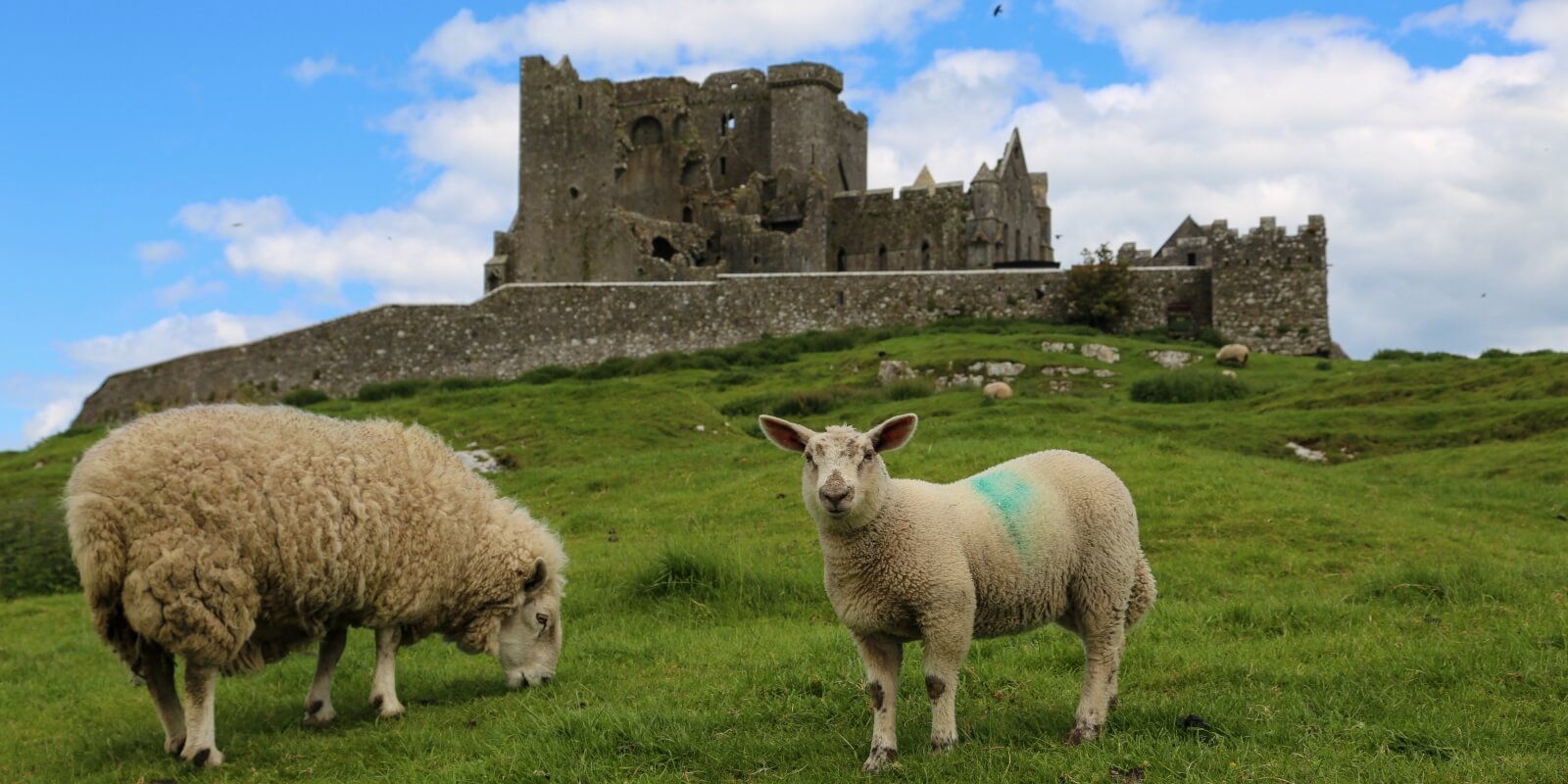 The Rock - Sheep banner