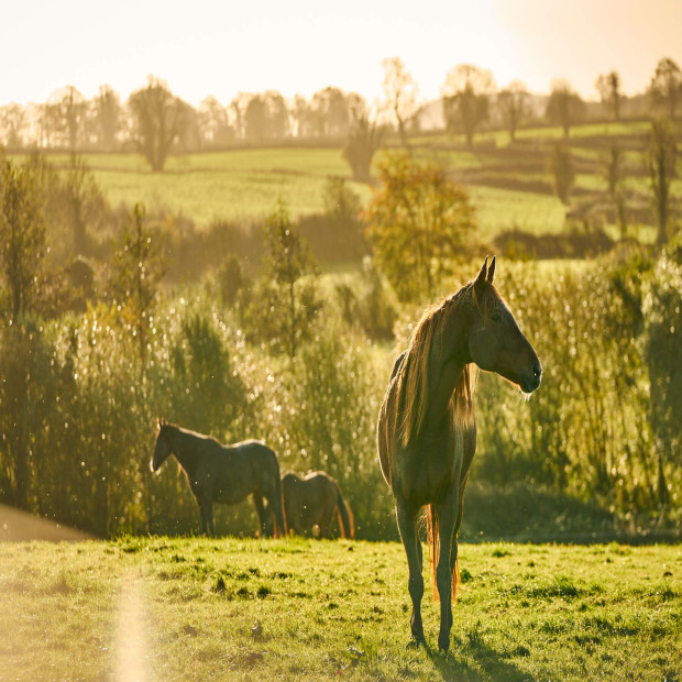 Crossogue equestrian co web size www.horseandjockeyhotel.com_v2